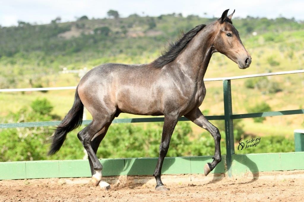 ARES HOG SÃO JORGE6