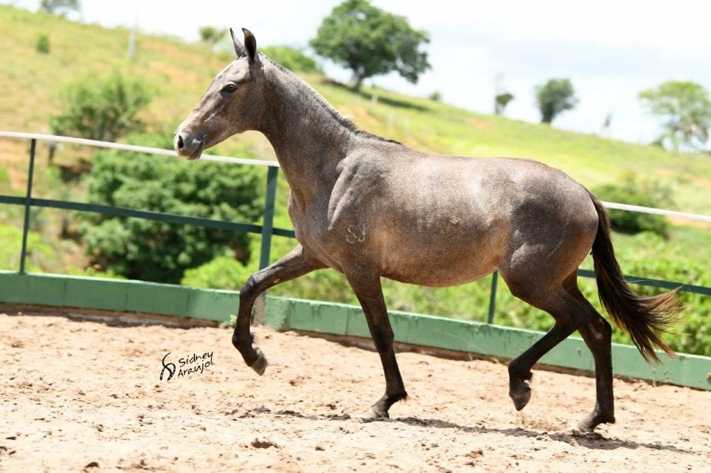 ATENA HOG SÃO JORGE