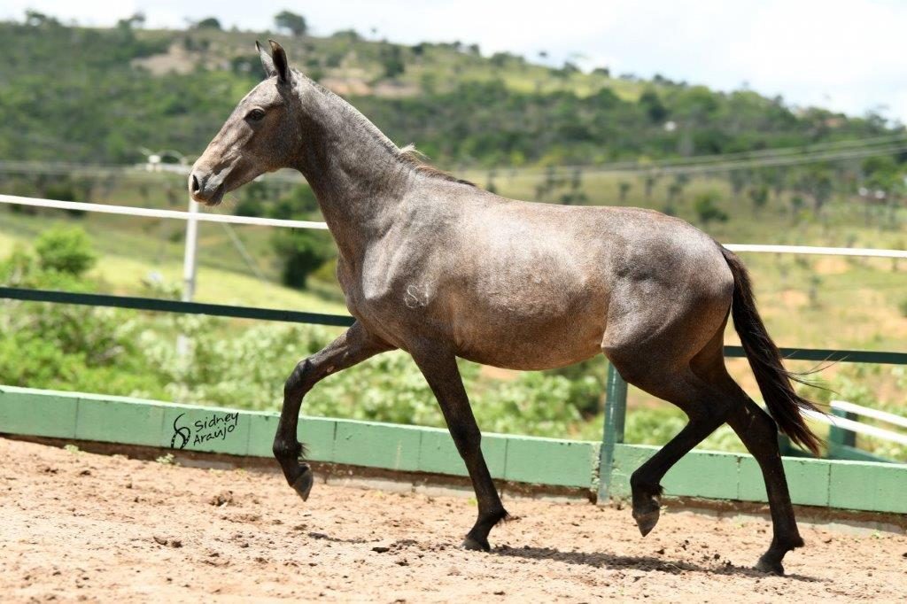 ATENA HOG SÃO JORGE1