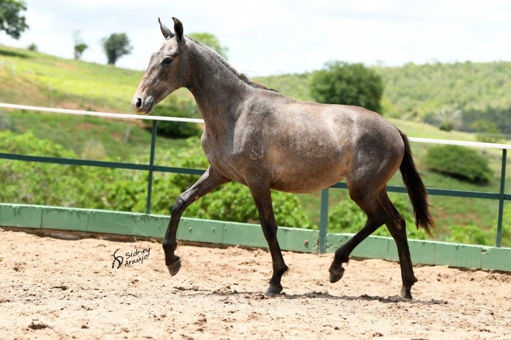 ATENA HOG SÃO JORGE2