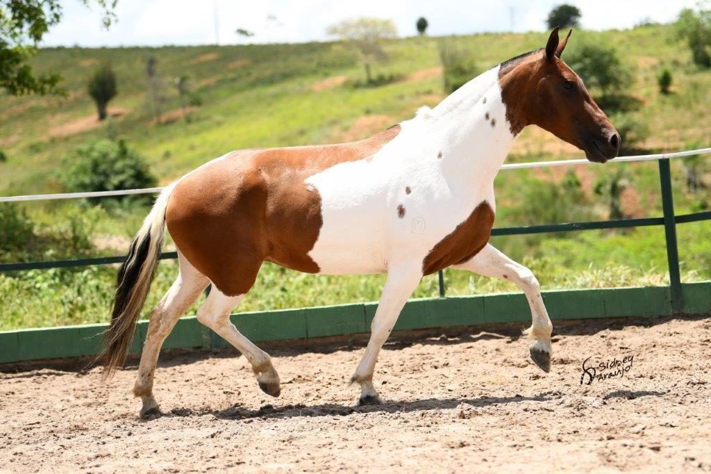 BARONESA DO ALCANÇÚ