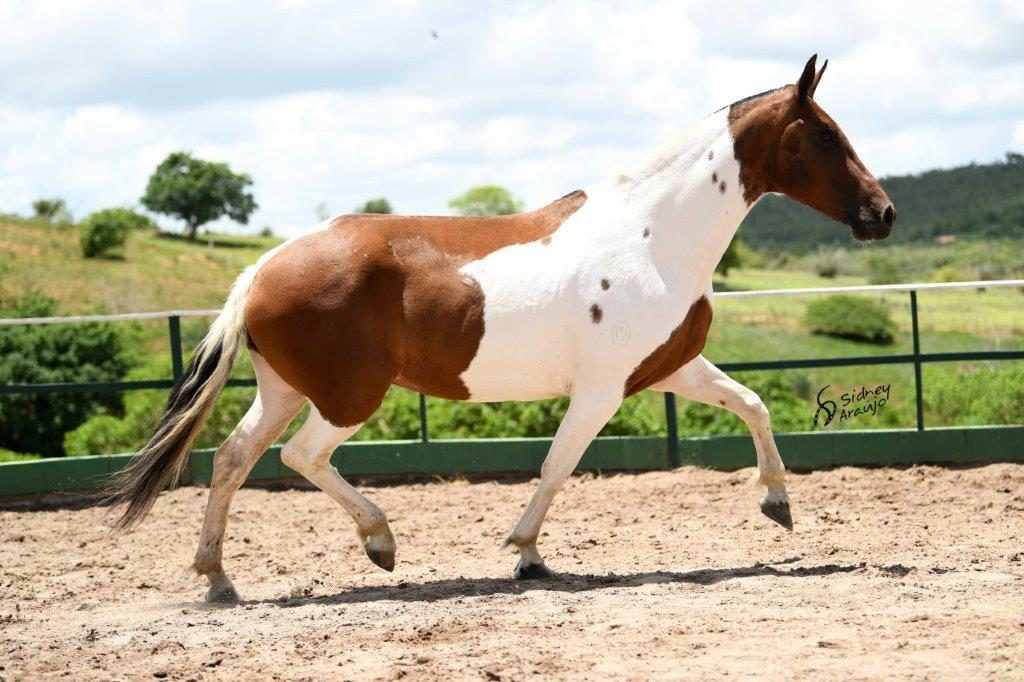 BARONESA DO ALCANÇÚ3